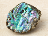 Abalone-Muschel