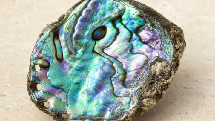 Abalone-Muschel